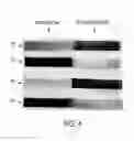 Fig. 06 - Method for paper treatment