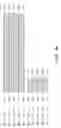 Fig. 27 - HUMAN ERYTHROVIRUS