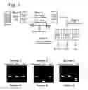 Fig. 03 - REVERSE RESTRICTION FRAGMENT LENGTH POLYMORPHISM ASSAY AND USES THEREOF