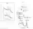 Fig. 03 - Primers for melting analysis