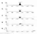 Fig. 01 - Cell based screening assays for the triglyceride synthesis pathway