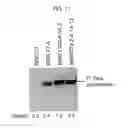 Fig. 12 - Persistently infective vector