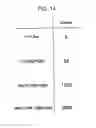 Fig. 15 - Persistently infective vector