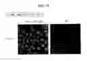 Fig. 20 - Persistently infective vector