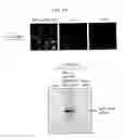 Fig. 28 - Persistently infective vector
