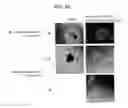 Fig. 29 - Persistently infective vector