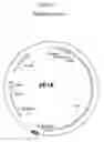 Fig. 02 - Immortalized avian cell lines comprising E1A nucleic acid sequences