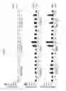 Fig. 09 - Application of RNA Interference Targeting dhfr Gene, to Cell for Producing Secretory Protein