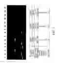 Fig. 02 - HUMAN LIVER PROGENITORS