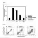 Fig. 08 - Sac-like structure enclosing hematopoietic progenitor cells produced from ES cells and method for preparing blood cells