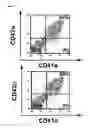 Fig. 09 - Sac-like structure enclosing hematopoietic progenitor cells produced from ES cells and method for preparing blood cells