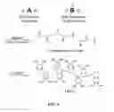 Fig. 04 - Biomimetic compounds and synthetic methods therefor