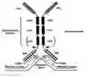 Fig. 01 - Binding molecules