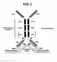 Fig. 04 - Binding molecules