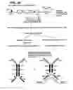 Fig. 26 - Binding molecules