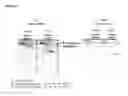 Fig. 23 - Single-stranded and double-stranded oligonucleotides comprising a 2-arylpropyl moiety