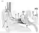 Fig. 02 - Light activated hearing aid device