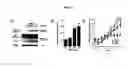 Fig. 06 - Role of proteoglycans in drug dependence
