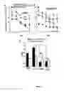 Fig. 07 - Role of proteoglycans in drug dependence
