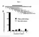 Fig. 08 - Role of proteoglycans in drug dependence