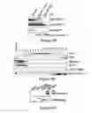 Fig. 09 - BCL-2-MODIFYING FACTOR (BMF) SEQUENCES AND THEIR USE IN MODULATING APOPTOSIS