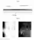 Fig. 03 - Electrochromic pani films and process thereof