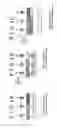 Fig. 06 - Light emitting device including plural barriers