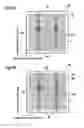 Fig. 07 - Method for measuring I-V characteristics of solar cell, and solar cell
