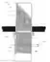 Fig. 01 - Multi-purpose periscope with display and overlay capabilities