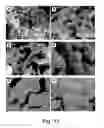 Fig. 08 - Selective chemokine modulation