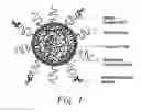 Fig. 02 - Amphiphilic compound assisted nanoparticles for targeted delivery
