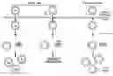 Fig. 01 - Viruses for the treatment of cellular proliferative disorders