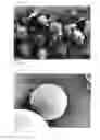 Fig. 07 - Microspheres having core/shell structure
