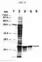 Fig. 06 - Calcium-binding photoprotein, gene encoding the same, and use thereof