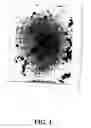 Fig. 02 - ISOLATION AND CHARACTERIZATION OF NOVEL CLOSTRIDIAL SPECIES