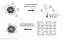 Fig. 01 - Protein scaffolds and uses thereof