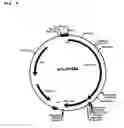 Fig. 09 - Cellulases and their uses
