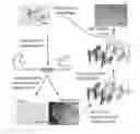 Fig. 01 - Structure-based design of peptide inhibitors of amyloid fibrillation