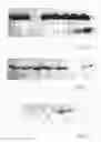 Fig. 02 - THERAPEUTIC METHODS USING A THYMUS PEPTIDE