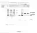 Fig. 02 - Animals, cells and methods for production of detectably-labeled antibodies