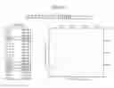 Fig. 05 - Humanized immunoglobulin loci