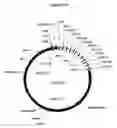 Fig. 50 - Humanized immunoglobulin loci