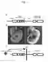 Fig. 02 - Method for enabling stable expression of transgene