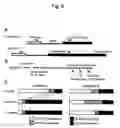 Fig. 07 - Method for enabling stable expression of transgene