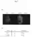 Fig. 08 - Method for enabling stable expression of transgene