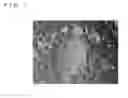 Fig. 02 - Method of determining chicken embryonic stem cells