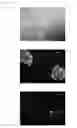 Fig. 08 - Method of determining chicken embryonic stem cells