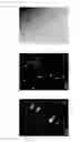 Fig. 09 - Method of determining chicken embryonic stem cells