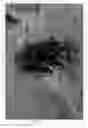 Fig. 02 - Cercis plant named 'Ruby Falls'