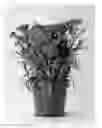 Fig. 01 - CARNATION PLANT NAMED 'CFPC CHEERFUL'